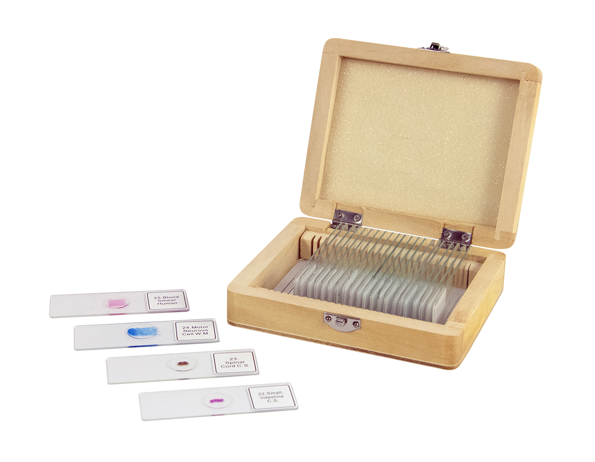 Betzold Fertigpräparate Mit Sortierbox Zubehör Mikroskop Biologie